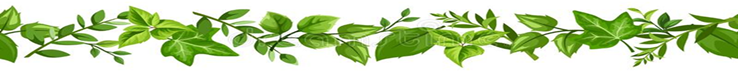 Green Vine Border Stock Illustrations  2,342 Green Vine Border Stock  Illustrations, Vectors &amp; Clipart - Dreamstime